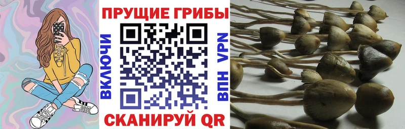 Псилоцибиновые грибы ЛСД  гидра ссылка  Хасавюрт 