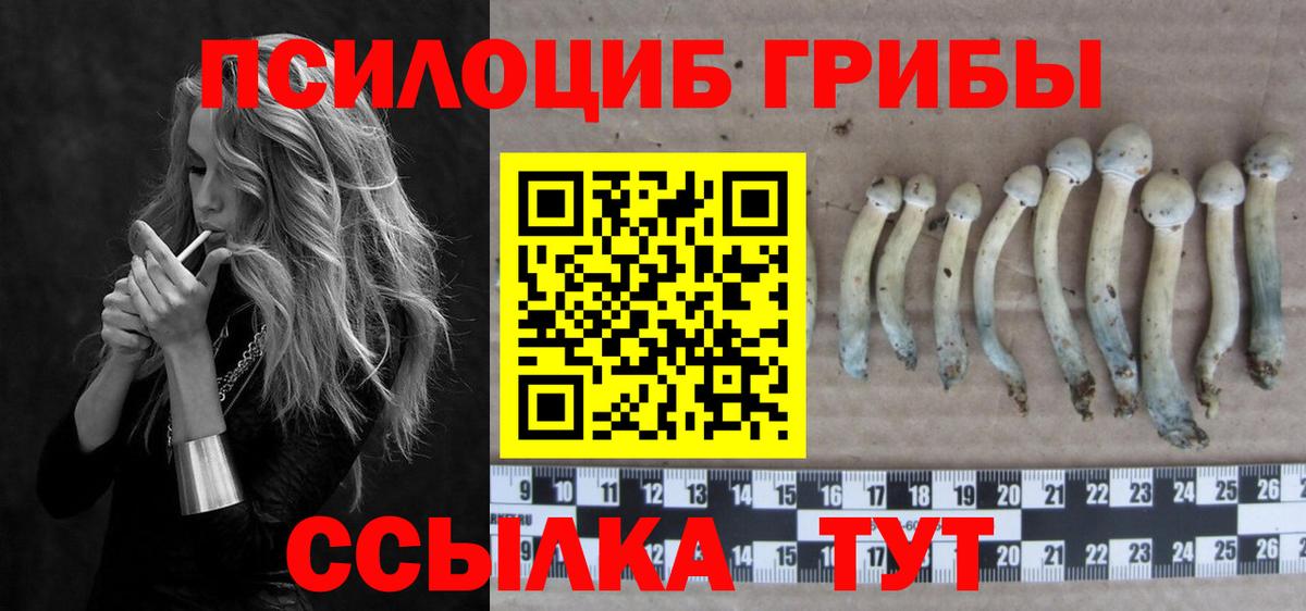 Галлюциногенные грибы Psilocybe Хасавюрт